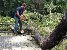 Best Leaf Removal  in Dano, CO