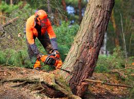 Best Tree Removal  in Dano, CO