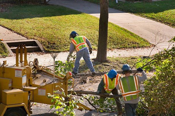 Best Lawn Pest Prevention  in Dano, CO