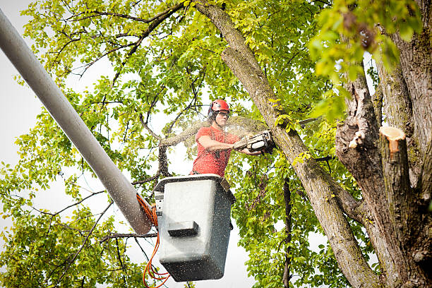 How Our Tree Care Process Works  in  Dacono, CO