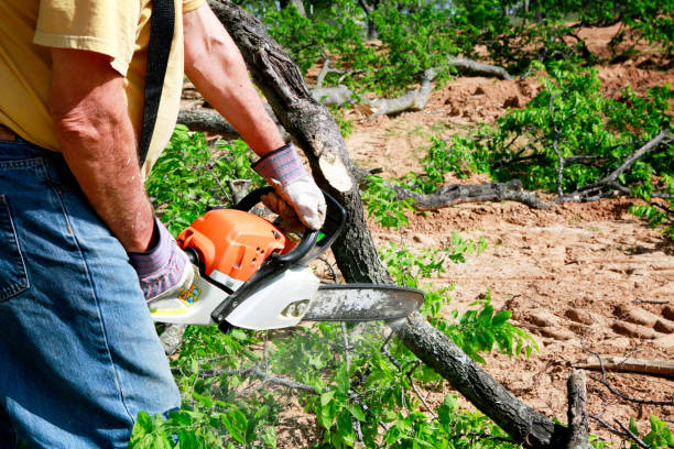 Best Arborist Consultation Services  in Dano, CO